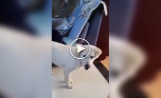 A cat thought the dog had offended the kitten