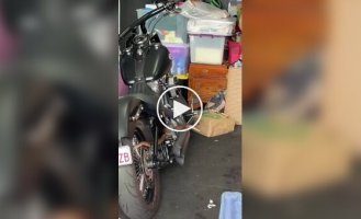 Крупная ядовитая змея забралась на мотоцикл