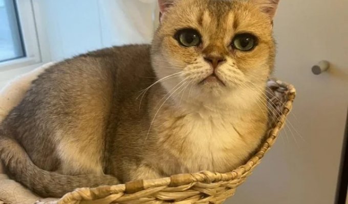 Кошечка с самыми красивыми глазами (6 фото)