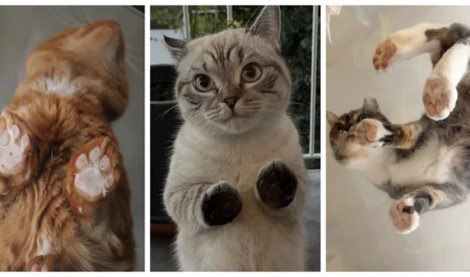 30 фото виду знизу на котячу велич, від яких хочеться м'якнути (31 фото)