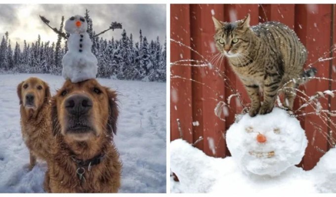20+ Adorable Pets Who Pass the Test of Snowdrifts and Snowmen (21 photos)