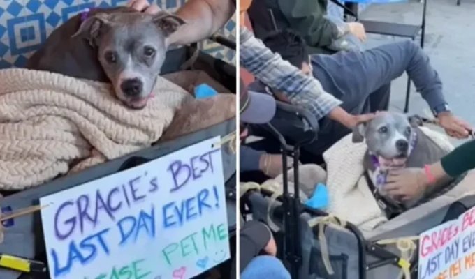A couple held a farewell party for a sick dog (3 photos + 1 video)