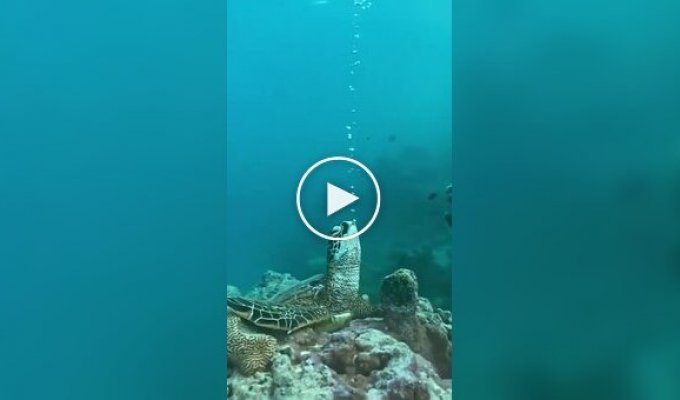 Turtle sleeps underwater