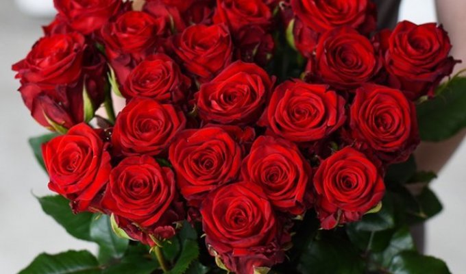 История роз: от дикого цветка до символа любви и роскоши