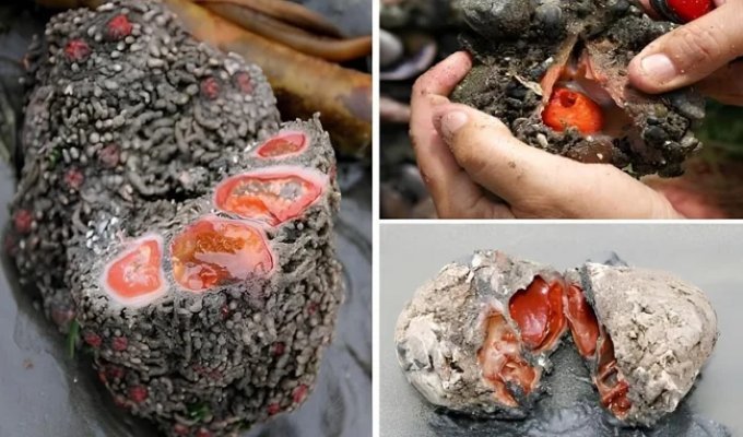 Living stone: outside - cobblestone, inside - meat (11 photos)