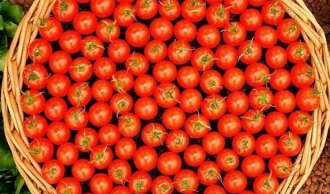 Подборка фотографий для перфекционистов (19 фото)