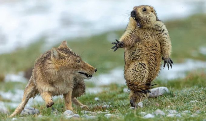 Як квадратноголові лисиці кошмарять фауну Тибету (5 фото)