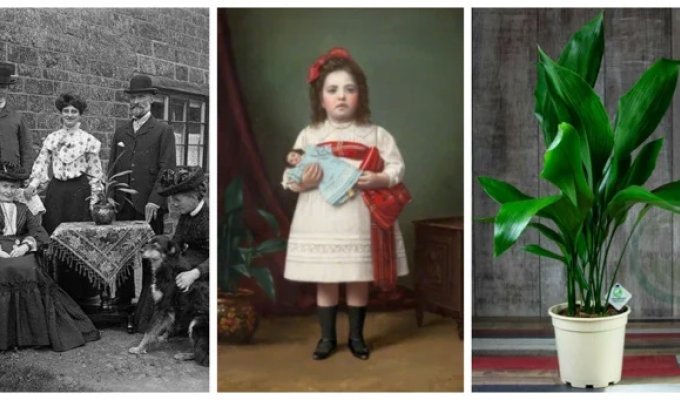 The inconspicuous Aspidistra, which became the main plant of the era (14 photos)