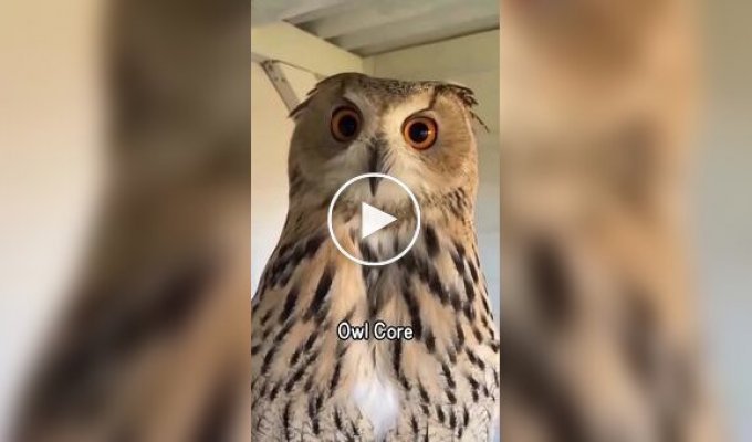 Смешные и милые совы