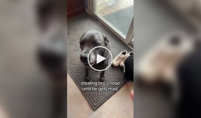 Хозяйка «ворует» нос у пса