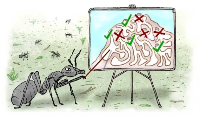 Умнее людей: муравьи устанавливают "социальную дистанцию" во время эпидемии (3 фото)