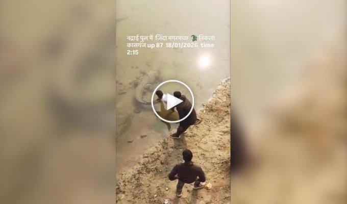 Чоловіки розбудили крокодила, потягнувши його за хвіст