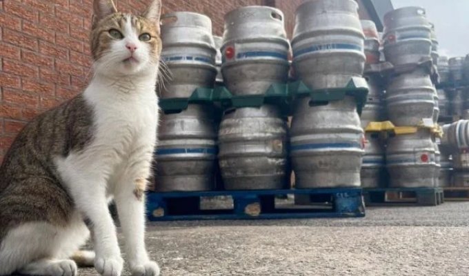 Peanut, a Cat from the UK Who Loves Beer (3 photos)