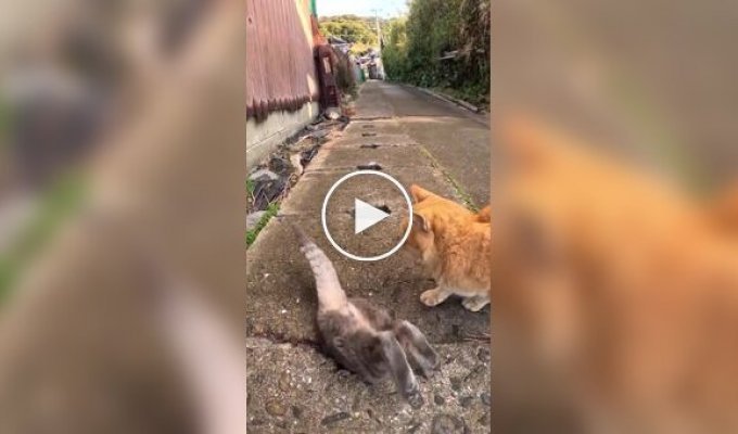 Тайное место уличных кошек в Японии