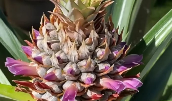 A Japanese man showed how to grow a pineapple from leaves (9 photos)