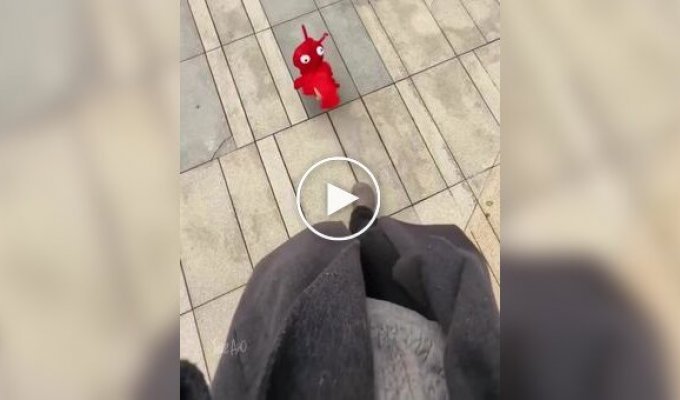 Хозяйка купила собаке костюм креветки и ни капли не пожалела