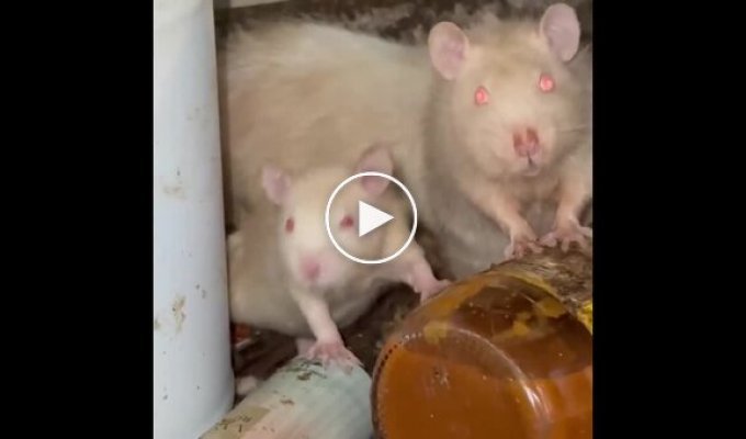 Щури розплодилися в житловому будинку в США