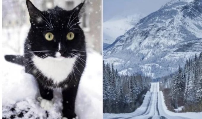 Captive of the wild mountains: the incredible rescue of a cat who fought for his life for 5 months in Canada (4 photos)