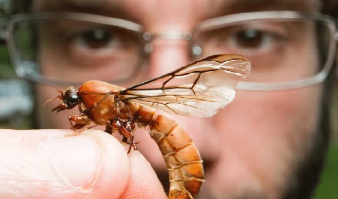 Flying Ants (9 photos)