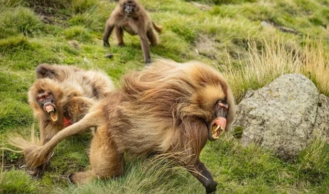 Gelada: mane, fangs, and eternal bloody showdowns (14 photos)