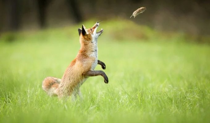 Fox Weddings: How Do These Tricky Redheads Cunningly Cunningly Cunning Even During Mating Season? (9 photos)