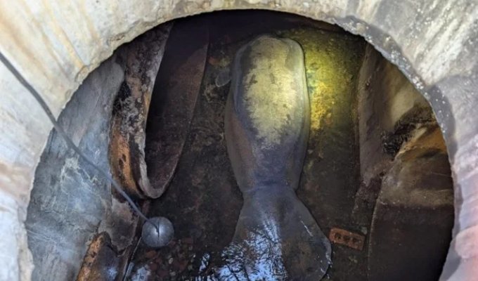 186-kilogram manatee found in US sewer (3 photos + 1 video)
