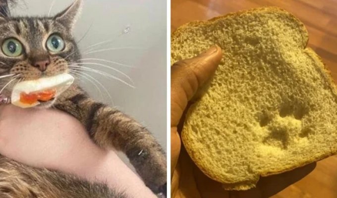 19 cases when cats set their own rules in the house and showed who's really the boss (20 photos)