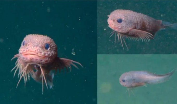 Морской слизень: рыба из Марианской впадины с глубины 8000 метров (9 фото)