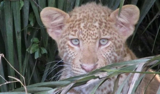 Strawberry Leopard: These Strange Species Are Increasingly Common In The Population Of Big Cats (6 photos)