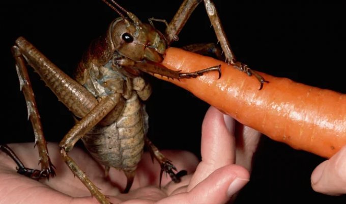 Гигантская уэта: в Новой Зеландии эти чудовища заменяют зайцев! (7 фото)