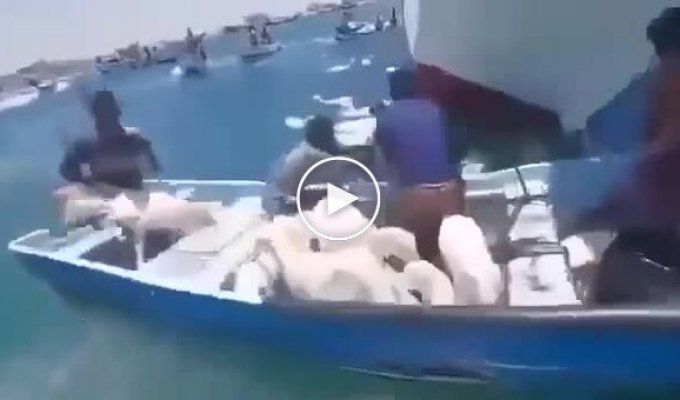 У берегов Йемена начало тонуть судно с тысячами овец на борту