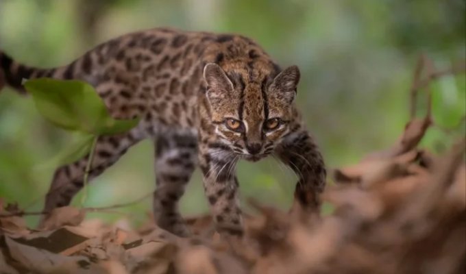 A Kitten-Sized Leopard: Scientists Discover Previously Unknown Feline Species in Bolivia (12 Photos)
