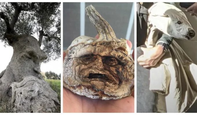 An owl-shaped bulb, a pumpkin-shaped grandfather, and a fried egg-shaped Chihuahua: 30 photos that will make you look more closely at the objects around you (31 photos)