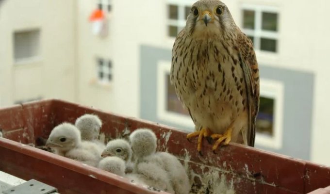 What to do if a nest of a bird of prey appears on the balcony? (12 photos)