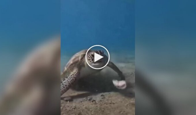 Черепаха попробовала съесть морского червя