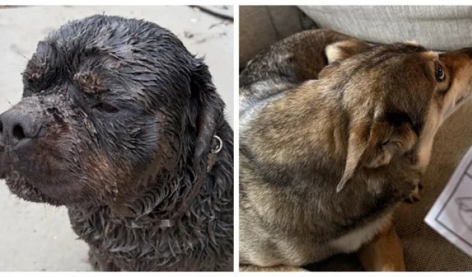 25 фотороботов прелестных подозреваемых в совершении преступлений по уничтожению домашнего порядка (26 фото)