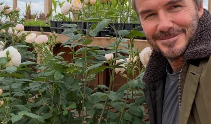 From rags to riches and back to rags: Billionaire David Beckham traded football for strawberry tasting (3 photos + 3 videos)