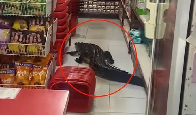 Crocodile causes mayhem in Indonesian supermarket (3 photos + 1 video)
