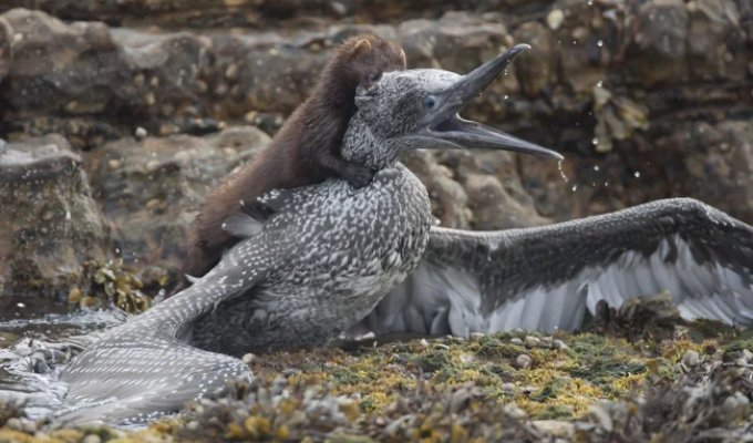 American mink: recklessly destroys the ecosystem of our country and Europe (8 photos)