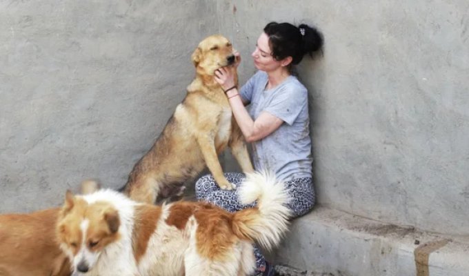 The dark side of Egypt: a tourist saved dogs from a concentration camp (26 photo)