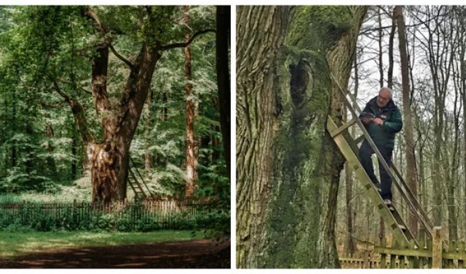 Groom's oak: the only tree in the world with its own postal code, connecting destinies (12 photos + 1 video)