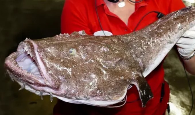 Creepy inhabitants of the deep sea (8 photos)