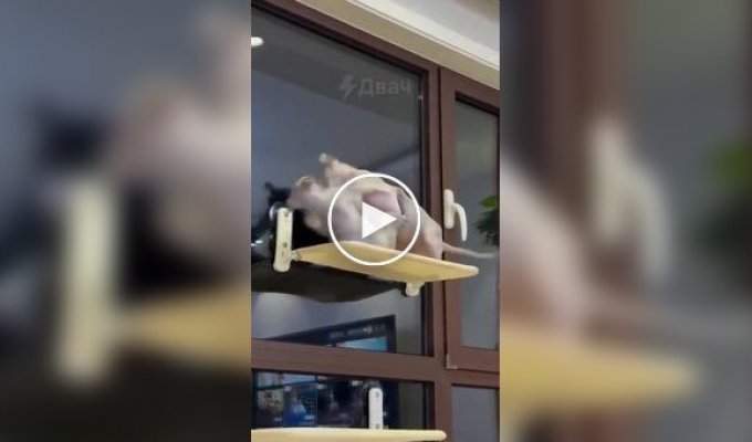 A fight between hairless cats.