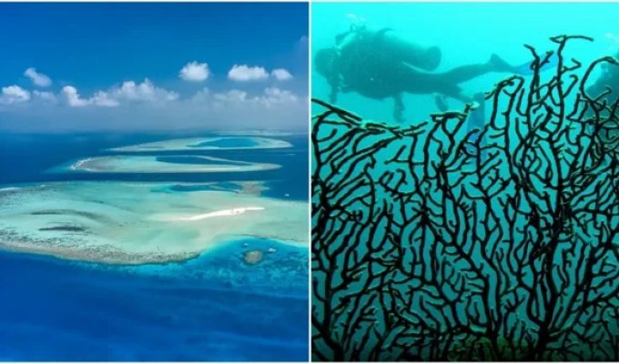 6 victims at a depth of 55 meters: the worst diving disaster in the history of the Maldives (5 photos)