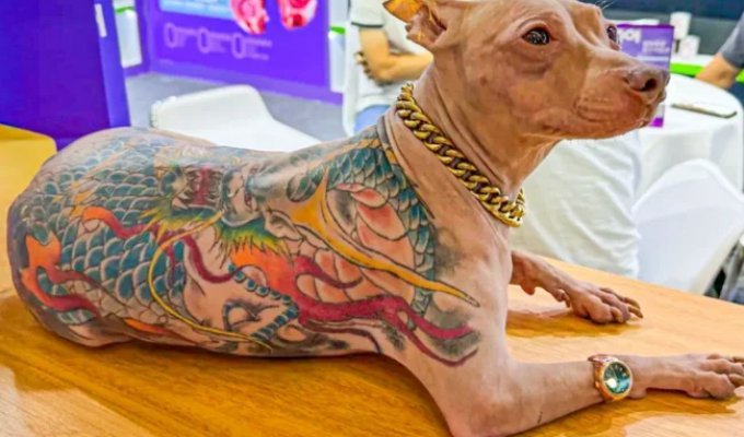 A tattooed dog in China and the owner's impunity (5 photos)