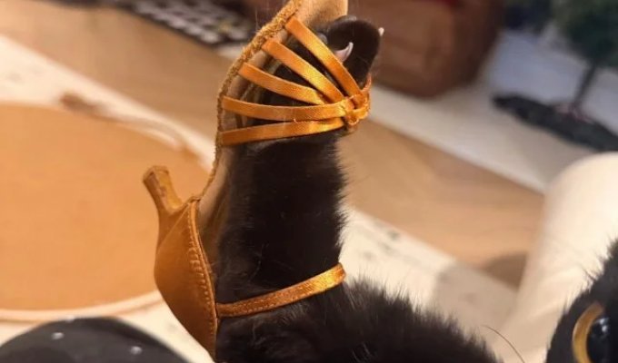 Что вы знали о стиле (4 фото)