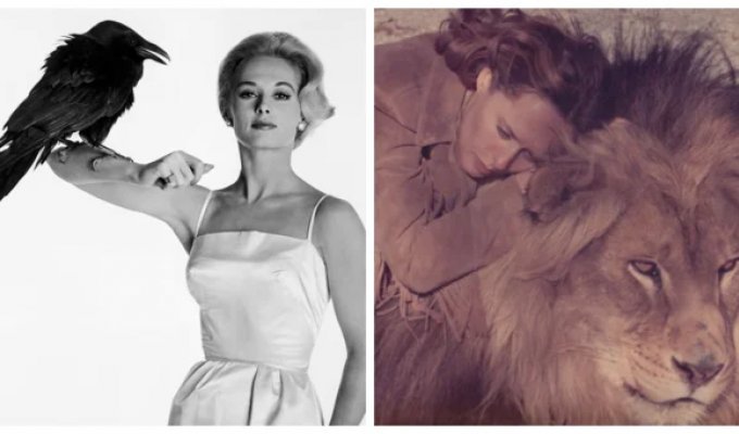 Левова частка Типпі Хедрен: як муза Хічкока проміняла блиск Голлівуду на життя з хижаками (14 фото)