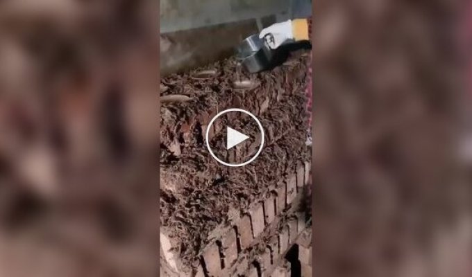 Scorpion farm: where the most expensive animal substance is mined