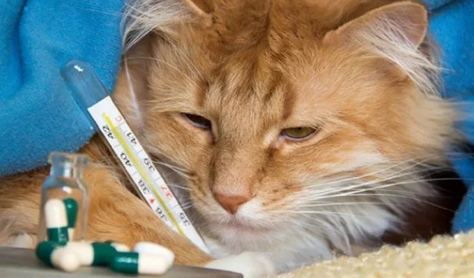 Why don't animals catch human diseases and vice versa? (9 photos)