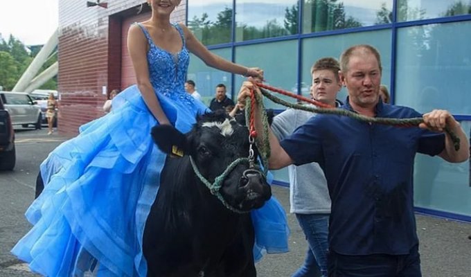 A schoolgirl arrived at graduation on a cow (1 photo + 1 video)